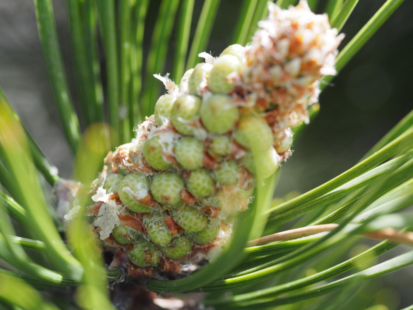 Pine, Mountain flower